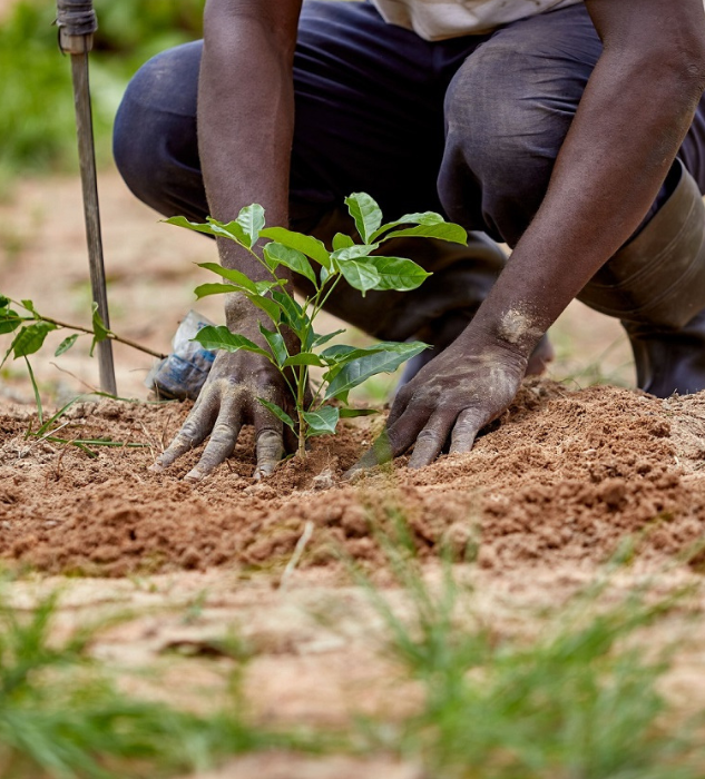 Plant a Tree, Give Life